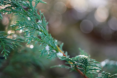 Beautiful, Branch, Leaf, Leaves, Photography, Plant, Tree, Wild